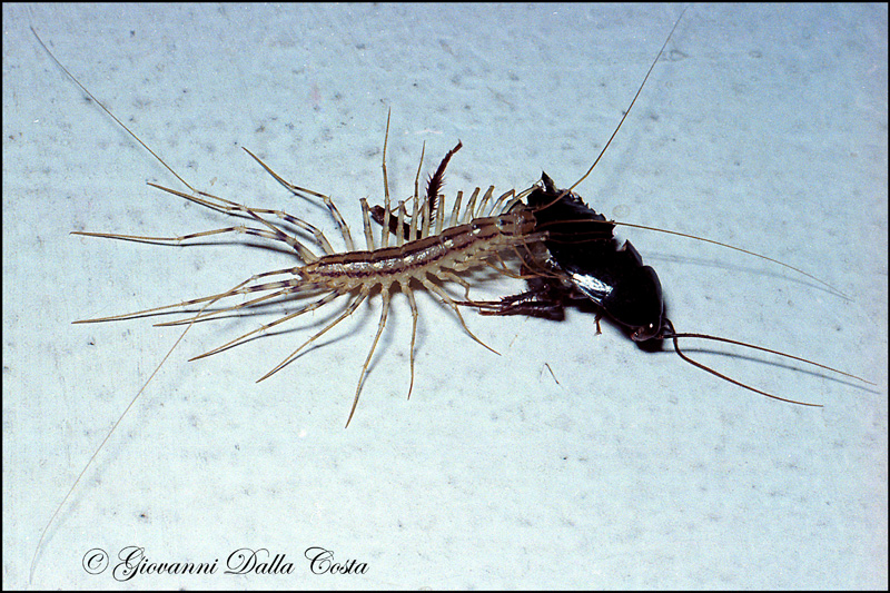 Scutigera coleoptrata che preda Blatta orientalis